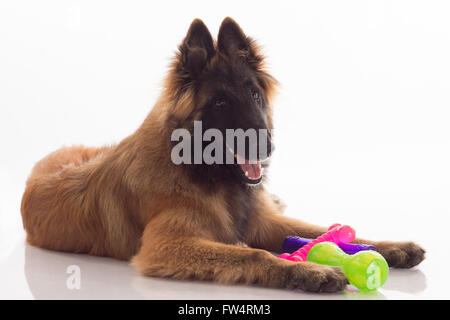 Belgian Shepherd Tervuren puppy, six months old, with coloured toys, green, pink and purple, lying on shiny white floor, isolate Stock Photo