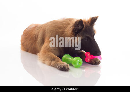 Belgian Shepherd Tervuren puppy, six months old, with coloured toys, green, pink and purple, lying on shiny white floor, isolate Stock Photo