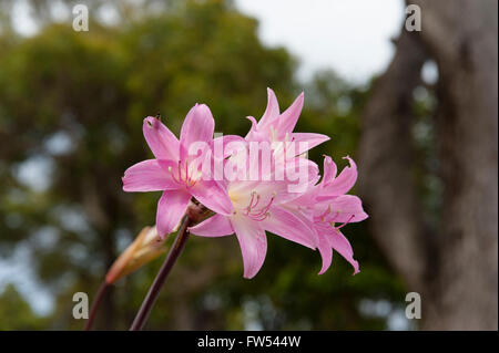 Wild liliums flowering in March along Caves Road, Margaret River, Western Australia Stock Photo