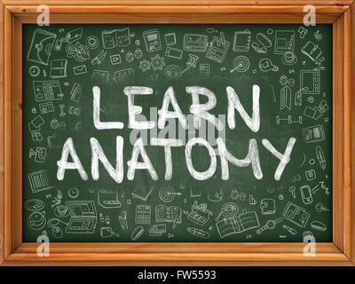 Learn Anatomy Concept. Doodle Icons on Chalkboard. Stock Photo