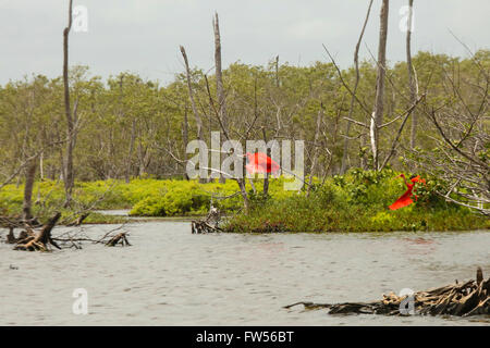 Two Scarlet Ibis flying in Bird resort Bigi Pan in Suriname, South America Stock Photo