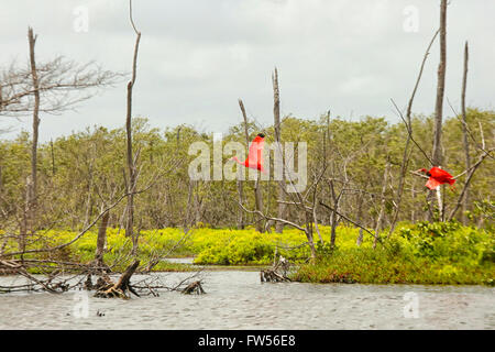 Two Red Ibis flying Stock Photo