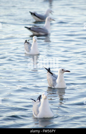 Five seagulls in a row on the water. All lined up, except for one - go against the crowd, go your own way. Stock Photo