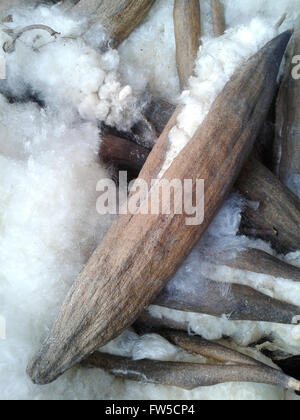 Closeup the Ceiba pentandra. Result inner white fiber. Stock Photo