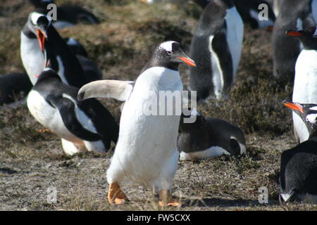 Gentoo Penguins Falkland Islands British Overseas Territory Stock Photo