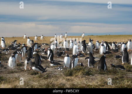 Gentoo Penguin Colony Falkland Islands British Overseas Territory Stock Photo