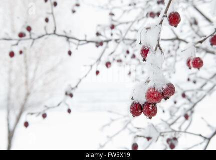 Red Crab Apples Fruit Still on Tree with Frost against White Snowy Background Stock Photo