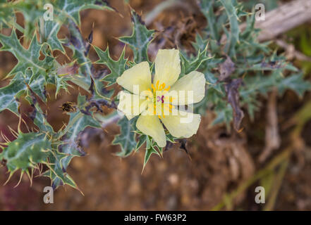 Close up of yellow thorny wild flower Argemone mexicana Stock Photo