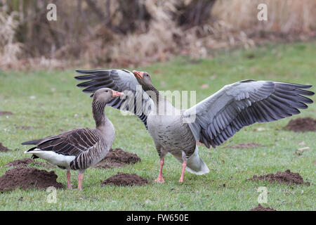 Greylag goose (Anser anser) pair in courtship display, Hesse, Germany Stock Photo
