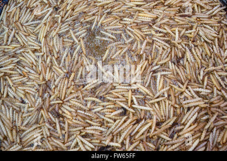 Fried bamboo worms on a market, edible insects, Thai cuisine, specialty, Thailand Stock Photo