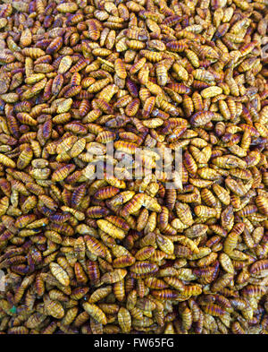 Deep-fried silkworms on a market, edible insects, Thai cuisine, specialty, Thailand Stock Photo