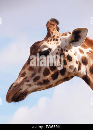 A close up of the head of a Giraffe (Giraffa camelopardalis) Stock Photo