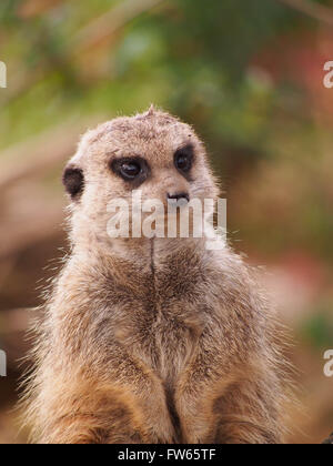 A Meerkat (Suricata suricatta) on alert Stock Photo