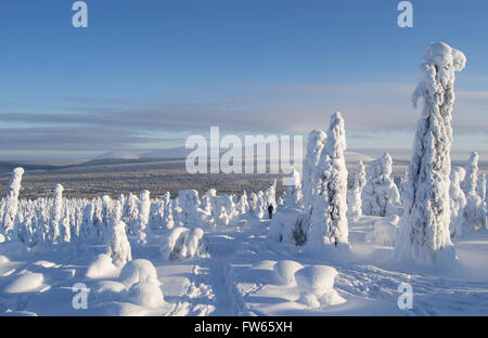Hiker in the middle of big trees covered with snow in Finnish Lapland Stock Photo