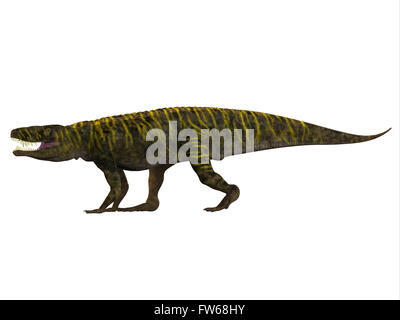 Batrachotomus was a carnivorous archosaur predator that lived in Germany during the Triassic Period. Stock Photo