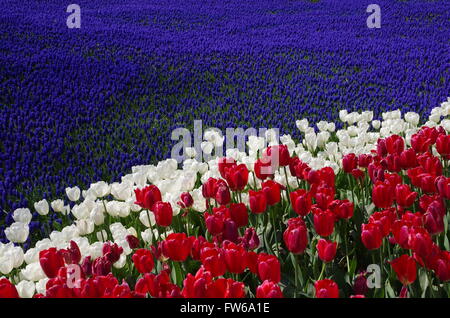 Colorful spring flower carpet in Istanbul, Gülhane Park Stock Photo