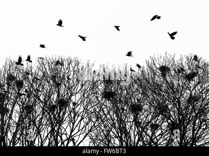 Rooks busy tending their nests. Stock Photo