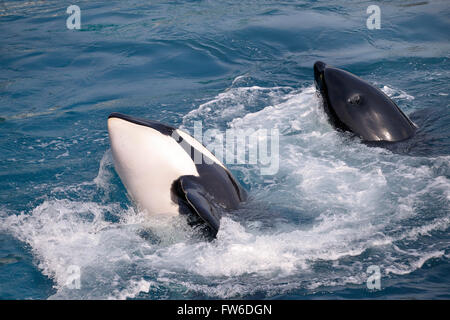 Two killer whales (Orcinus orca) in whirlpool water Stock Photo