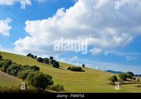 View of a field in autumn with oaks Stock Photo
