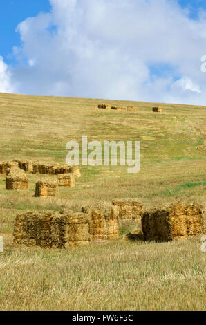 straw bales in the countryside Stock Photo