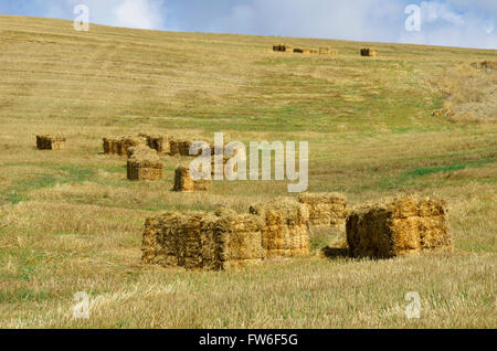 straw bales in the countryside Stock Photo