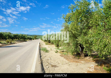Rural road between olive trees in andalucia Stock Photo