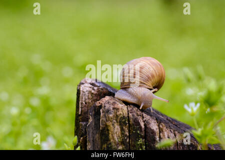 Snail shell out of a tree trunk in nature Stock Photo