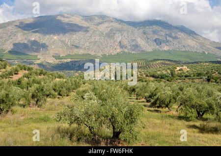 olive groves in Jaen and Sierra Magina, andalucia Stock Photo