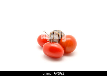 snail on cherry tomatoes Stock Photo