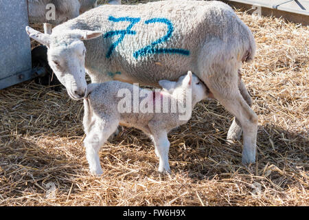 Newborn lamb suckling on mother ewe. Stock Photo