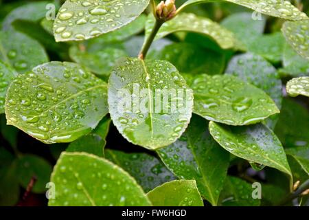 Green plant leaves with water beads. Stock Photo