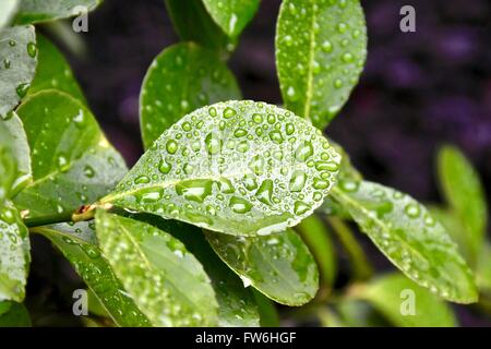Green plant leaves with water beads. Stock Photo