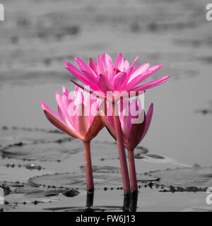 Pink Lotus blooming in the pond Stock Photo
