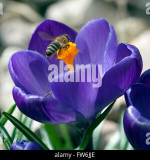 Biene; Anflug; Krokus; Apis; mellifera Stock Photo