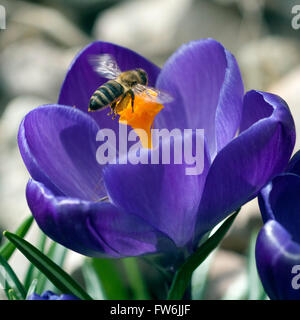 Biene; Anflug; Krokus; Apis; mellifera Stock Photo