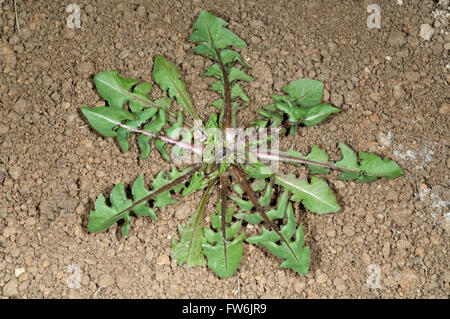 Loewenzahn; Jungpflanze, Taraxacum; officinale Stock Photo