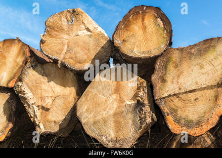 Cut down tree trunks stacked together. Stock Photo