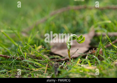 New leaves shooting up from a single maple tree sapling seed uncurling emerging in meadow at edge of wood in spring Stock Photo