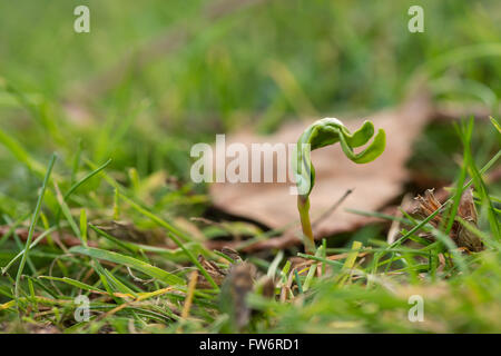 New leaves shooting up from a single maple tree sapling seed uncurling emerging in meadow at edge of wood in spring Stock Photo