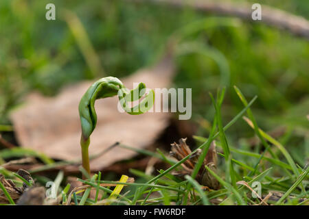 New leaves shooting up from a single maple tree sapling seed uncurling emerging in meadow at edge of wood in spring Stock Photo