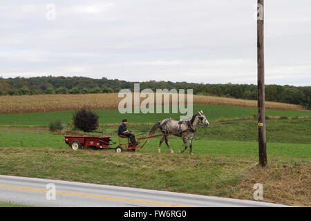 Amish Farmer Stock Photo