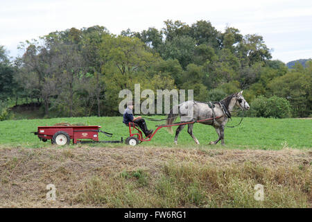 Amish Farmer Stock Photo