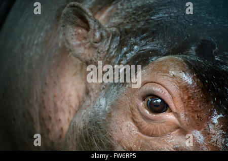 Hippopotamus at Kathmandu Zoo Nepal Stock Photo