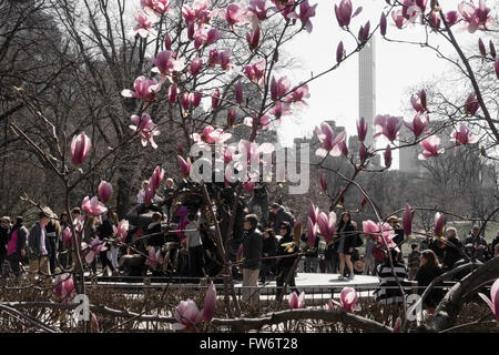 Blooming Trees at Alice in Wonderland Statue, Central Park, NYC, USA Stock Photo
