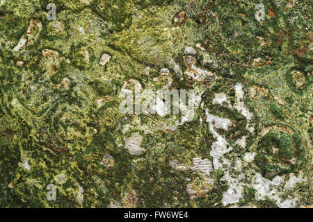 photo ancient masonry overgrown with moss. closeup Stock Photo