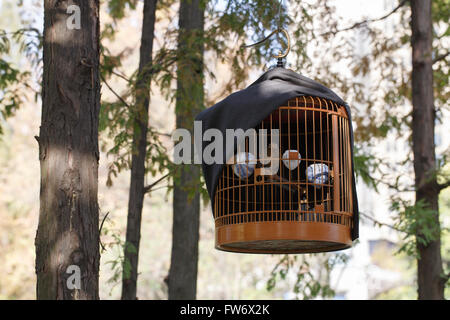 A birdcage hanging on tree branch  In the forest Stock Photo