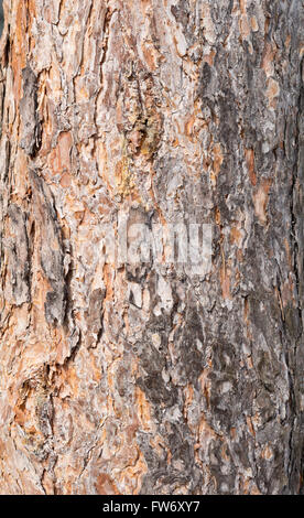 close up shot of pine bark Stock Photo