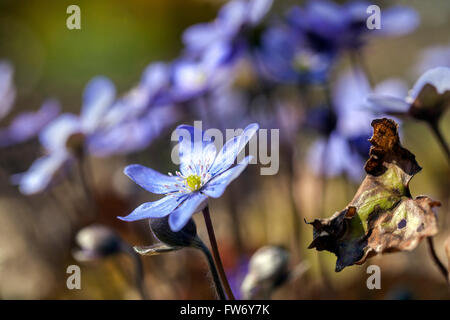 Hepatica nobilis, Kidneywort, Liverleaf or Liverwort blooming in early spring Stock Photo