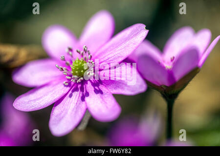 Pink Hepatica nobilis Hepaticas close up flower Kidneywort, Liverwort Stock Photo