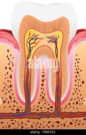 Illustration of Human Tooth Anatomy Stock Vector